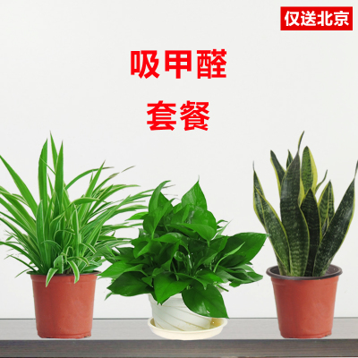 北京望京花卉租擺都有哪些植物租賃價(jià)格怎么樣？