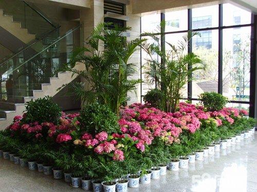 花卉綠植在選擇時(shí)需要把握哪些點(diǎn)？