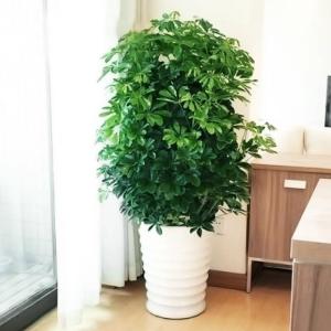 辦公室租擺什么綠植比較凈化空氣吸收甲醛？