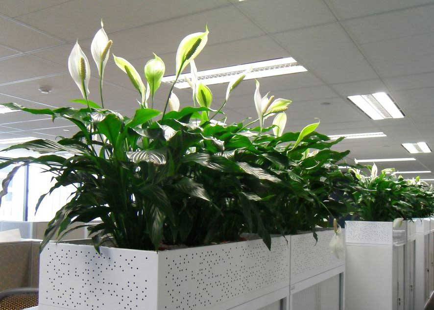 辦公司擺放綠植的好處都有哪些？