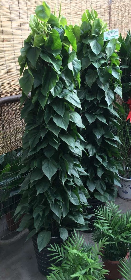 北京喜蔭花卉盆栽養(yǎng)護(hù)方法有哪些？