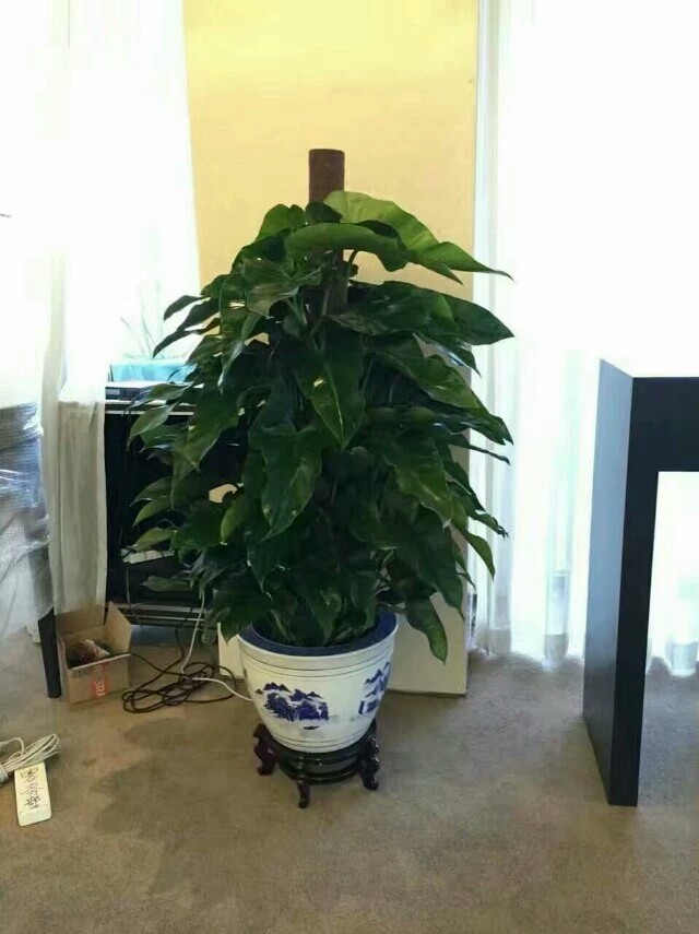 北京花卉租賃為什么對企業(yè)更劃算？