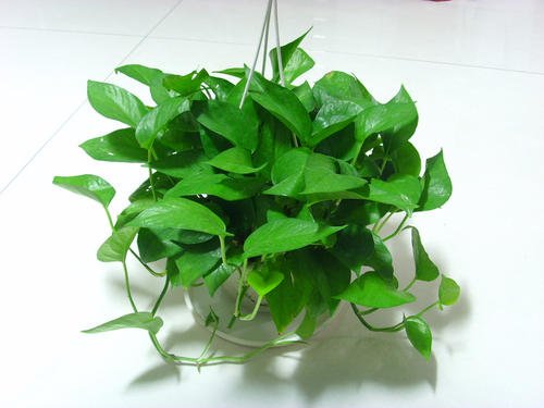 北京花卉租擺有哪些適合家庭養(yǎng)的綠植？