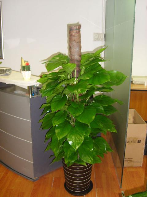 北京綠植租擺公司的養(yǎng)護(hù)方法綠蘿葉子發(fā)黃補救小妙招