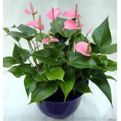 植物租擺的標(biāo)準(zhǔn)都有哪些？