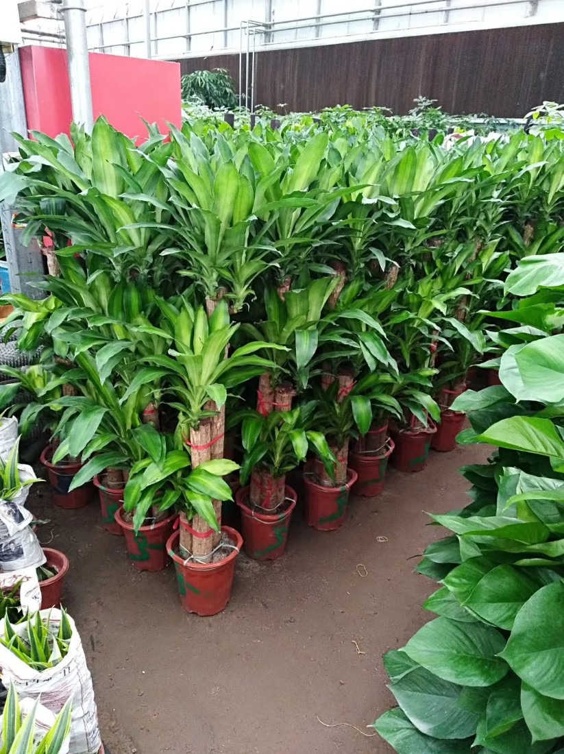 北京花卉租賃公司專(zhuān)業(yè)養(yǎng)護(hù)植物
