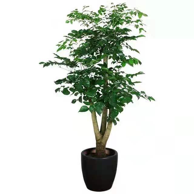 冬季適合水插以下花卉，只要做到以下幾點(diǎn)，生長(zhǎng)迅速很好 北京花卉租擺公司