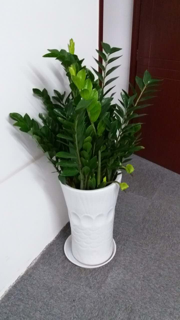 綠植養(yǎng)護-金錢樹澆水的正確方法，多久澆一次水
