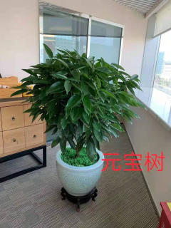 冬季養(yǎng)花，學(xué)會這6點，什么花都能養(yǎng)好!