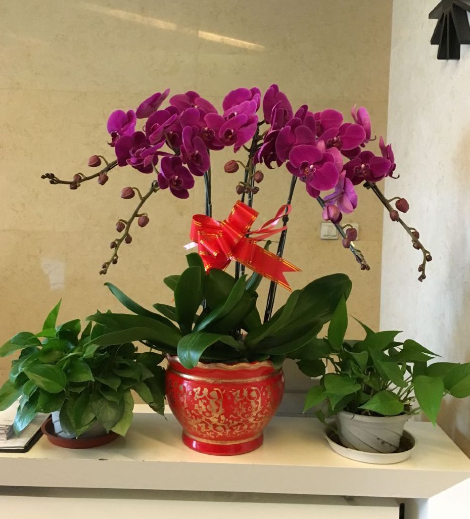 北京辦公室綠植養(yǎng)護