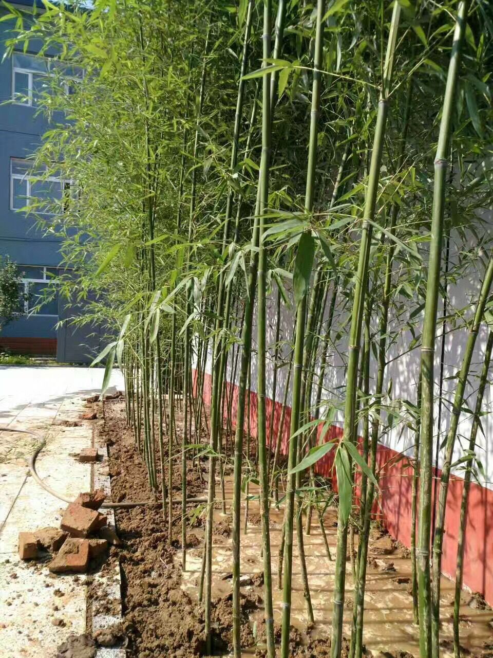 北京園林綠化-北京園林工程-北京景觀設(shè)計(jì)-北京綠植租擺。