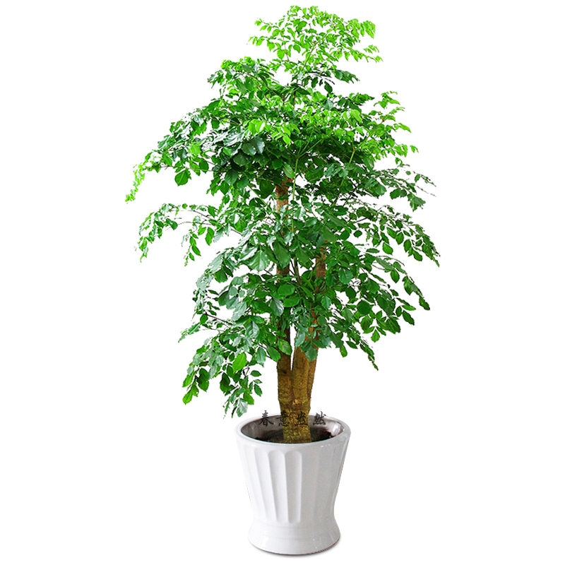 在放置陽(yáng)臺(tái)植物時(shí)，應(yīng)注意調(diào)節(jié)陽(yáng)臺(tái)的空氣濕度