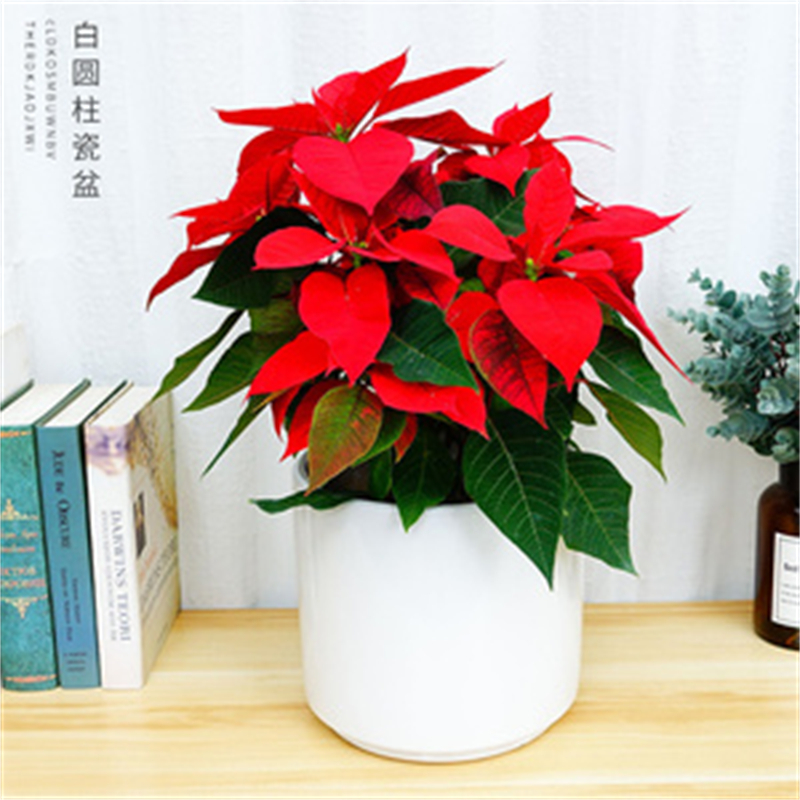 http://www.az-shopper.com北京辦公室花卉租擺公司