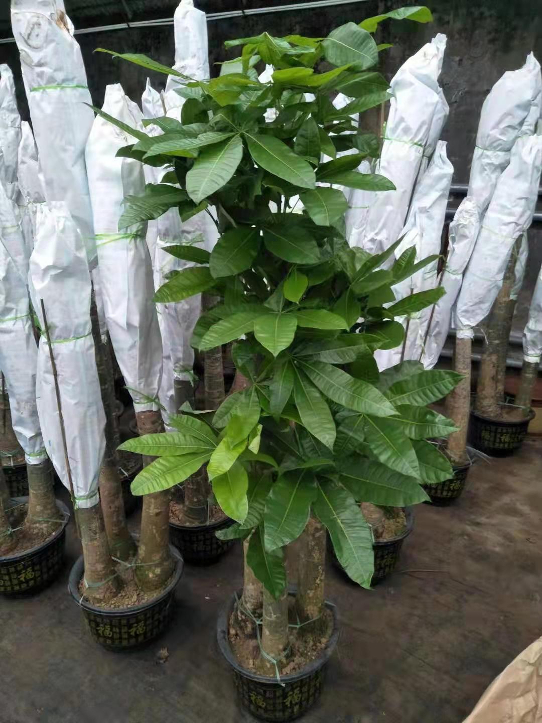 發(fā)財(cái)樹(shù)綠植花卉租擺租賃養(yǎng)護(hù)