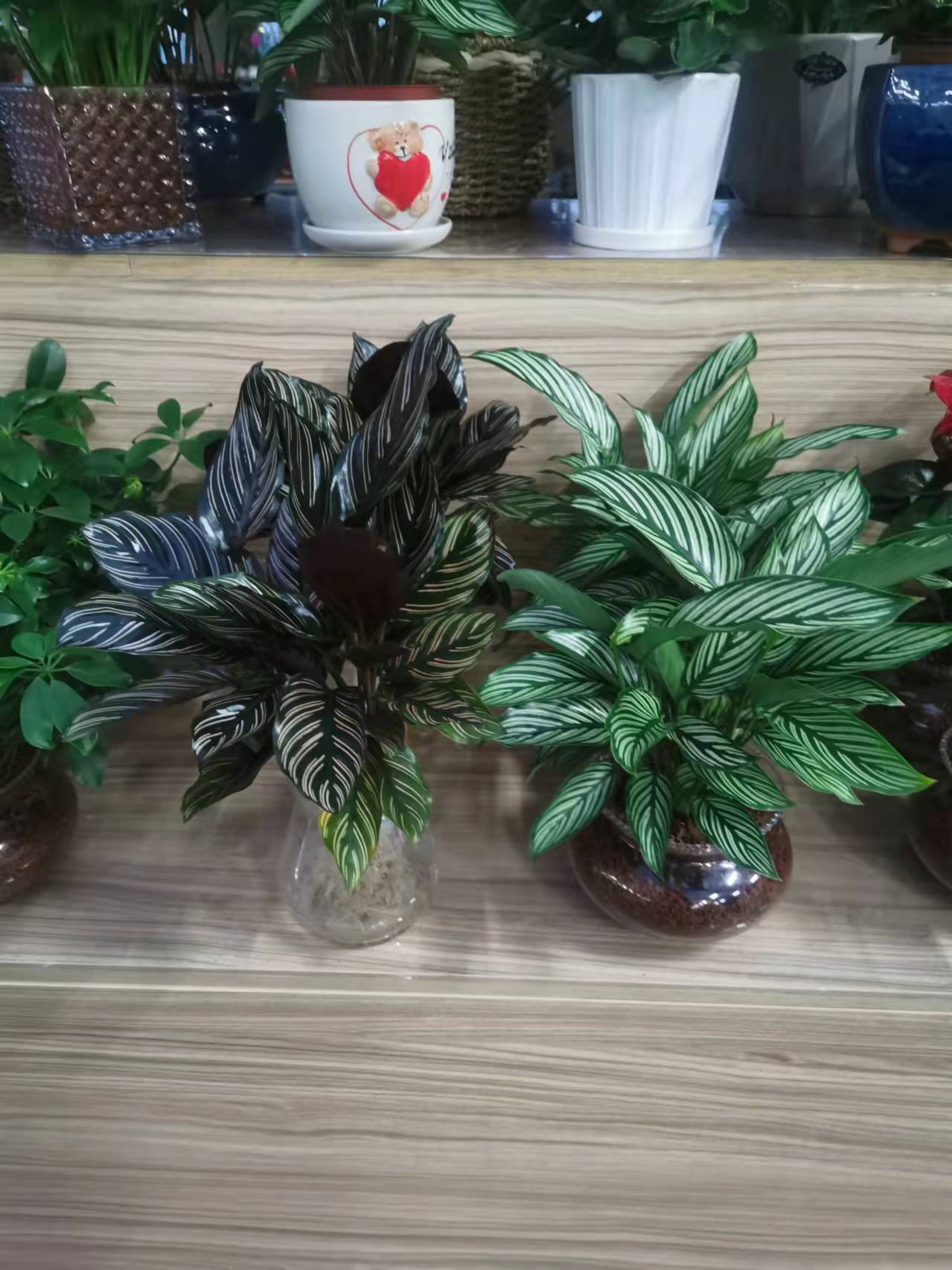 北京朝陽(yáng)區(qū)綠植租擺公司：孔雀竹芋怎樣養(yǎng)護(hù)？