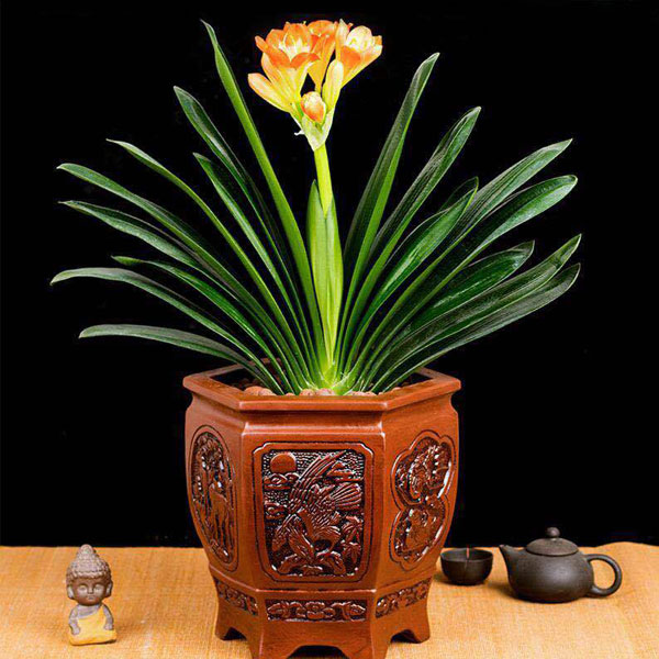 北京花卉租賃養(yǎng)護(hù)出售：君子蘭的養(yǎng)護(hù)方法有哪些？