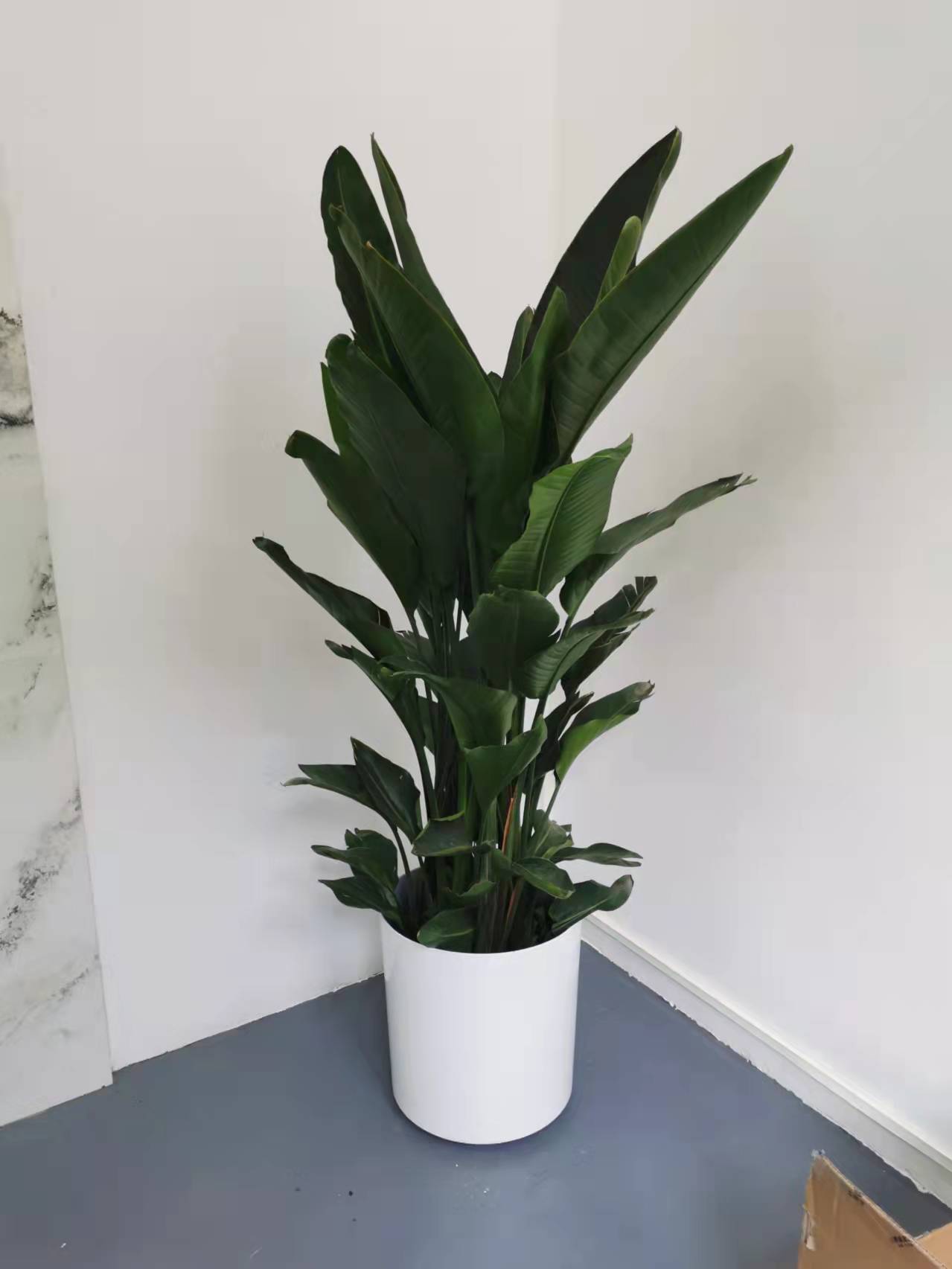 北京世紀(jì)匯通園藝有限公司：哪些綠植凈化空氣？