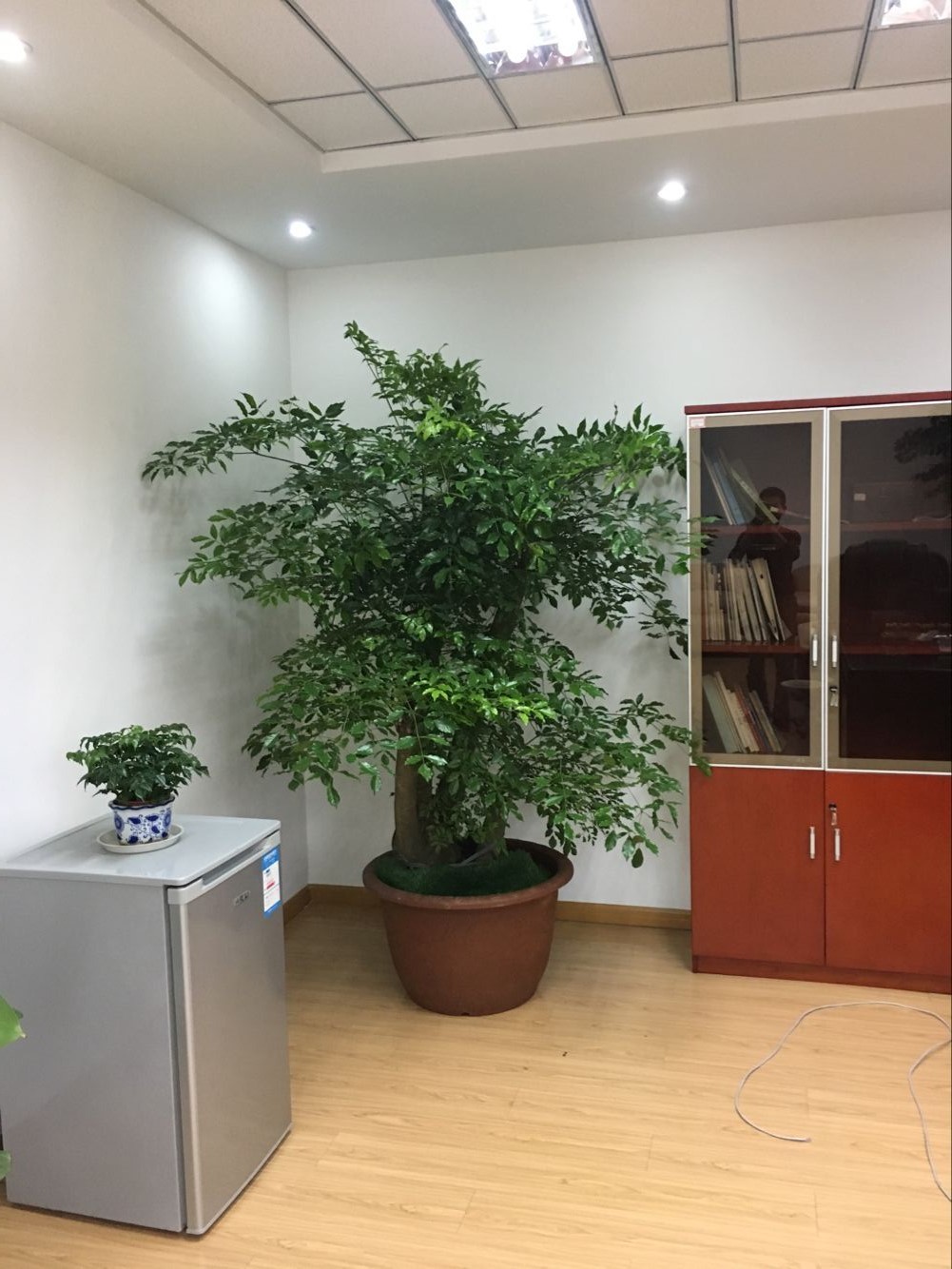 室內(nèi)綠植租賃多少錢？好處和擺放建議有哪些？