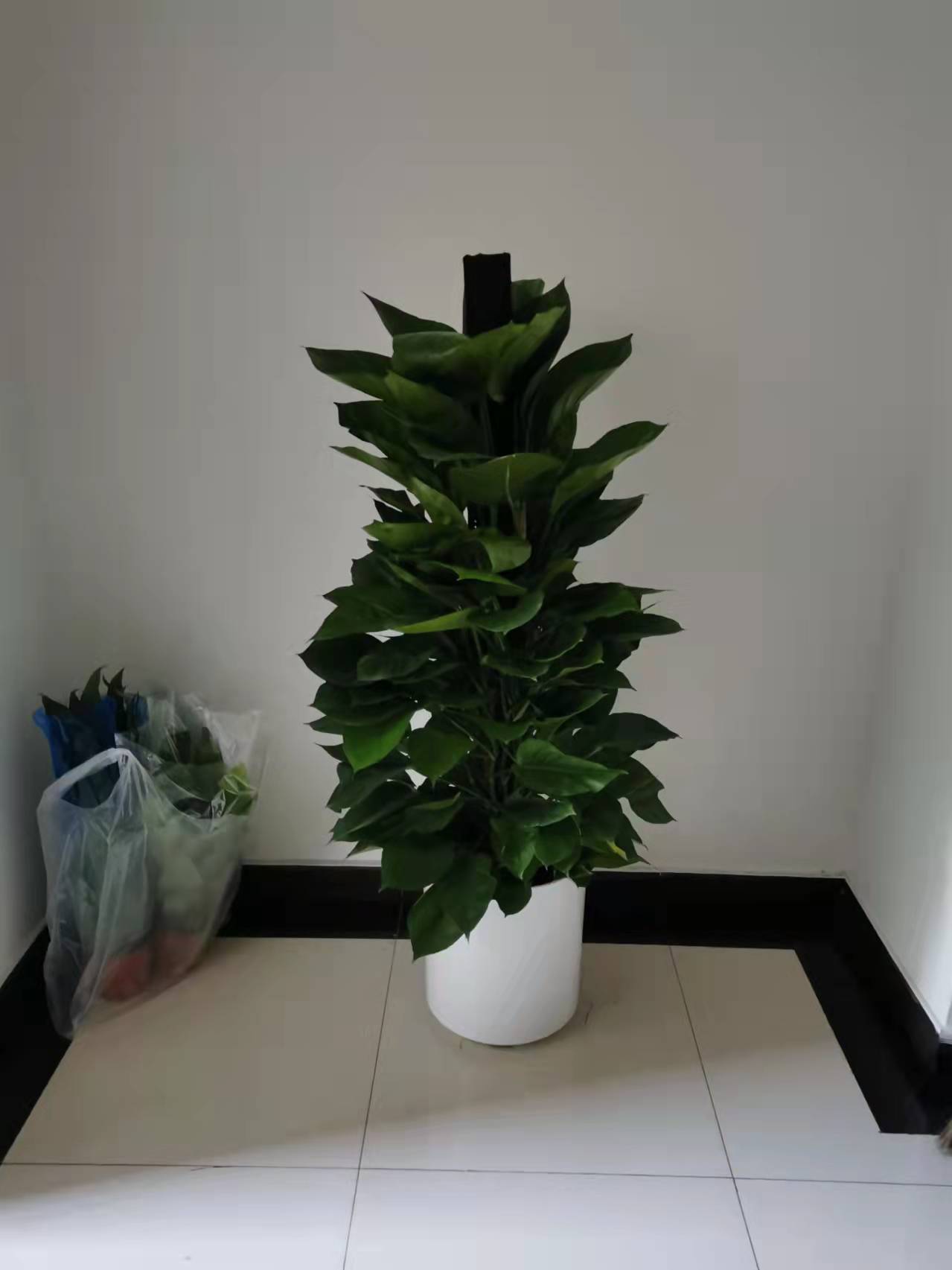 北京綠植養(yǎng)護-金鉆花有毒嗎？它有什么作用與功效？