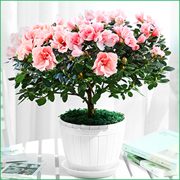 北京花卉公司繡球花夏天怎么養(yǎng)，需要注意什么呢？