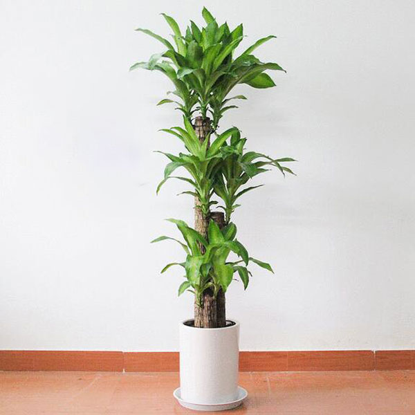 綠植巴西木的養(yǎng)護(hù)知識-北京室內(nèi)花卉租擺公司