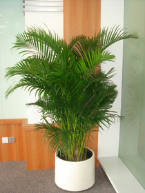 北京花卉租賃公司-鳳尾竹盆栽葉枯怎么辦？
