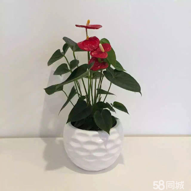長壽花生蟲不要急，學(xué)會這4點，輕松解決