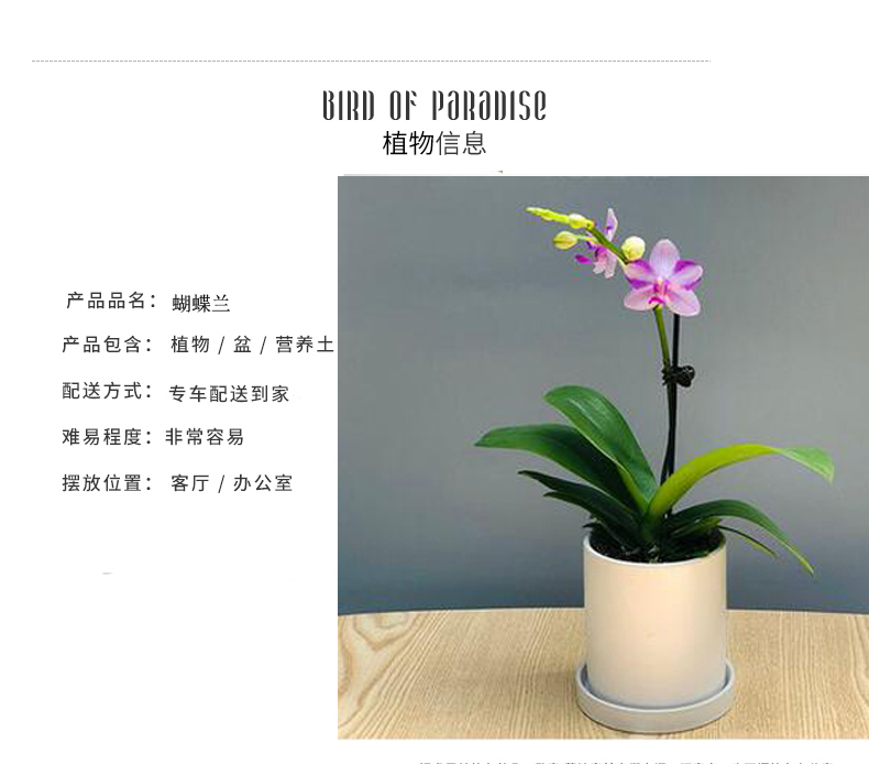 北京花卉養(yǎng)護公司幾種花卉便宜又好養(yǎng)，陽臺盆栽上幾盆，全年開花不停