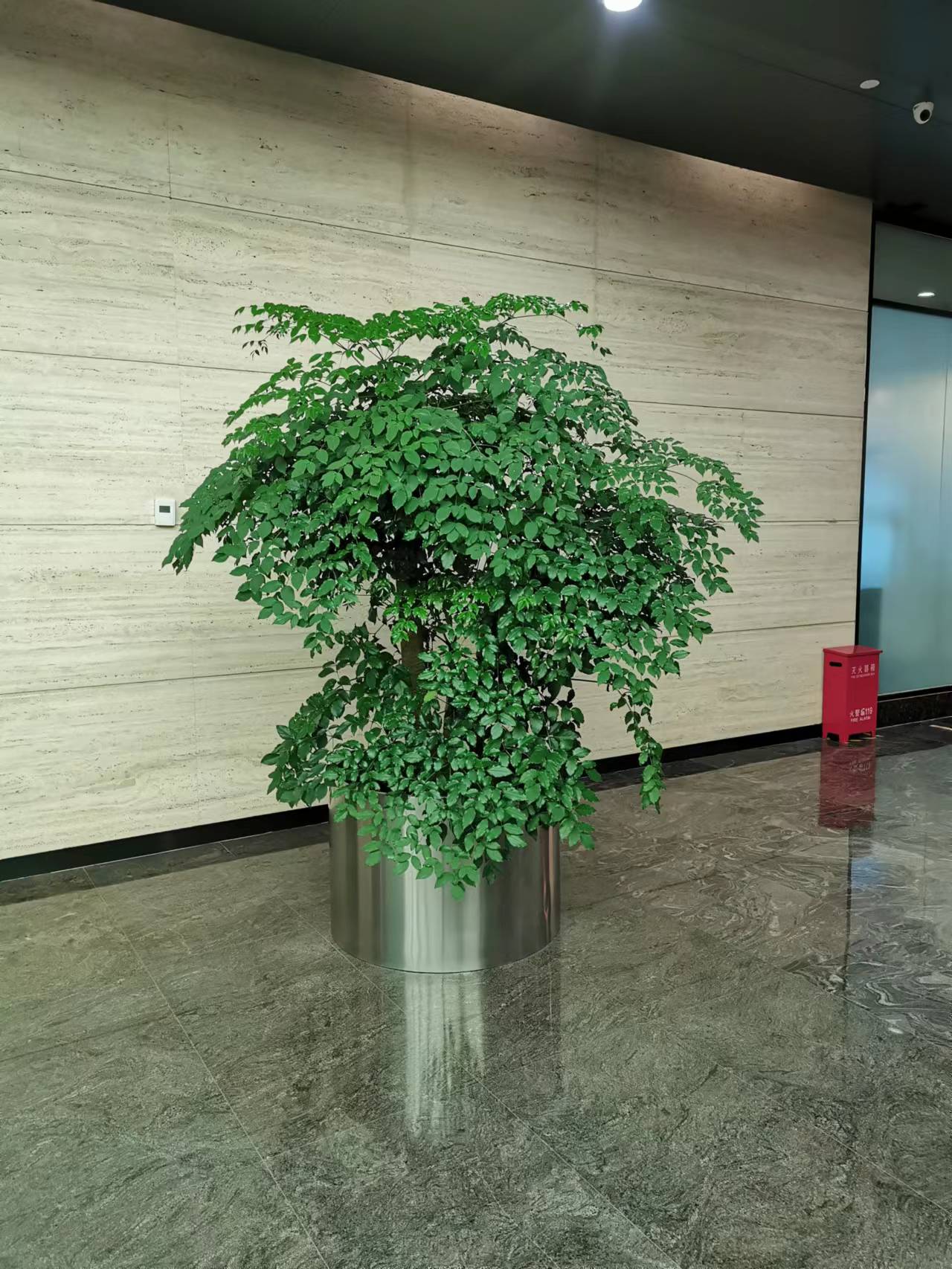 海棠花冬天怎么養(yǎng)護(hù)？哪個(gè)時(shí)候要移到室內(nèi)養(yǎng)