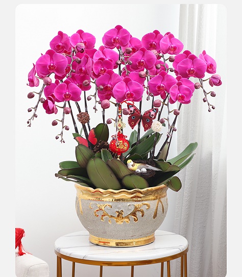 北京花卉租擺公司 北京綠植布置公司   北京綠植租擺公司  北京花卉租賃，