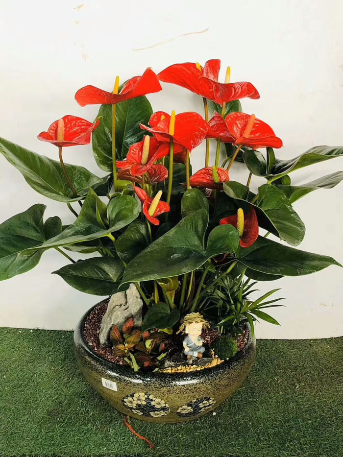 ?紅掌花干枯是怎么回事？