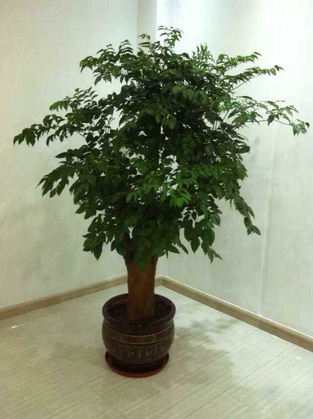 北京綠植租擺公司幸福樹怎么養(yǎng)護？