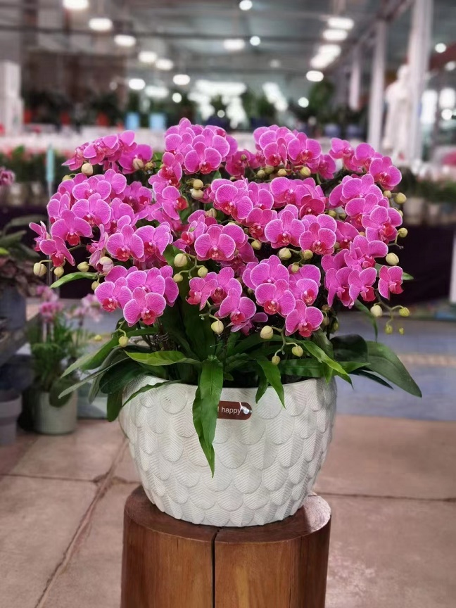 瓜葉菊是冬季常見的一種盆栽花卉，給大家介紹一下花卉養(yǎng)護知識