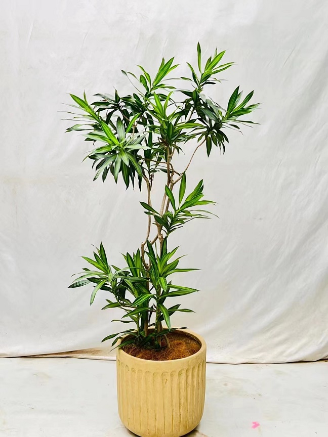 植物養(yǎng)護(hù)不會養(yǎng)怎么辦？植物專業(yè)知識不會怎么辦？