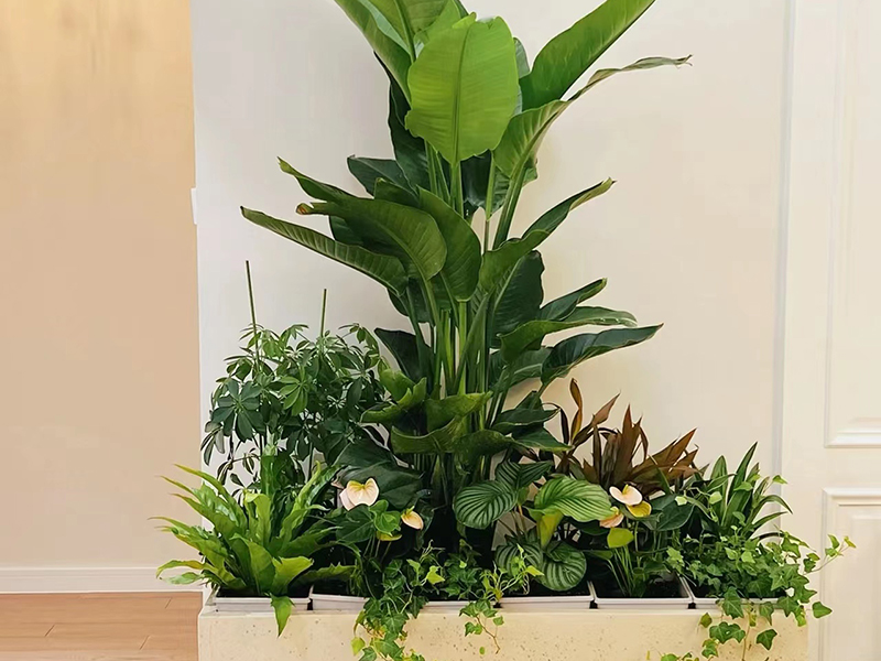 鳶尾花黃葉子是什么原因？怎么解決？