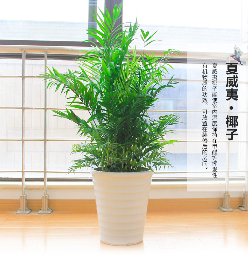夏季花卉養(yǎng)護要注意些什么？