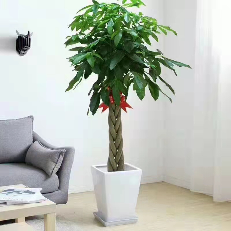 海淀區(qū)綠植租擺公司海淀區(qū)花卉租擺公司海淀區(qū)花卉租擺價格